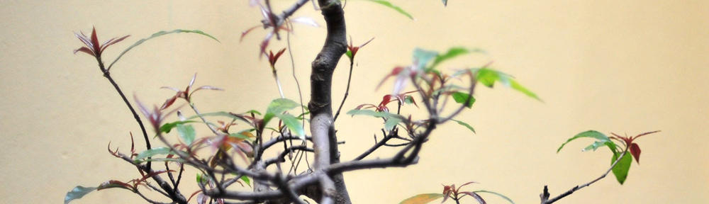 Island Wedding Pictures